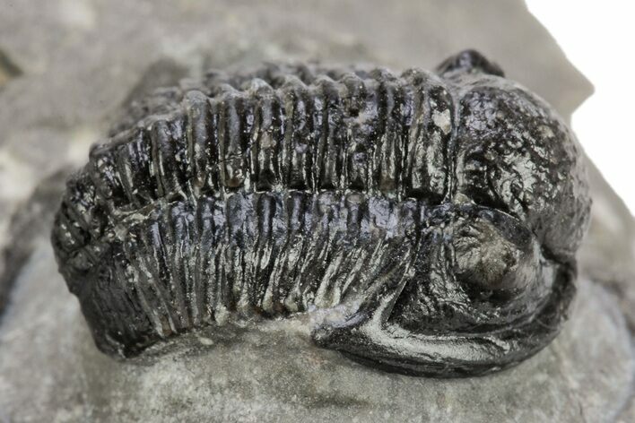 Detailed Gerastos Trilobite Fossil - Morocco #242769